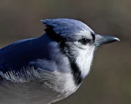 IMG_5279_BlueJay-w.webp