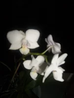P1041842.webp