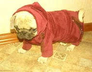 fhfh.webp