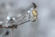 IMG_6767_Flower-in-ice_3x2.webp