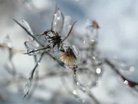 IMG_6781_Two-Flowers_4x3m.webp