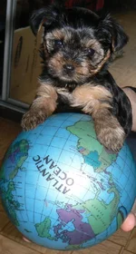  правят миром.webp