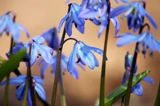 snowdrops.webp