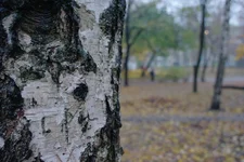 IMGP0269_уменьш.webp