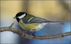 DSC00074.webp