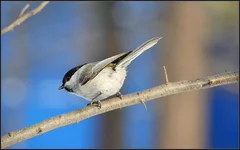 DSC00080.webp