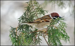 DSC00082.webp