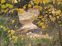 Image00004.webp
