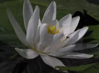 Image00008.webp
