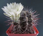 Gymnocalycium  pungens-1.webp