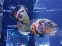 20170727_114002.webp