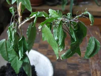 P8060341_u.webp
