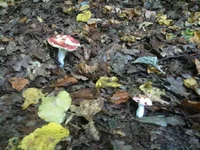 IMG_1291[1].webp