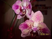 100_4106.webp