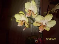  крап.webp