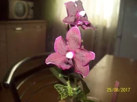 .webp