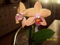 .webp