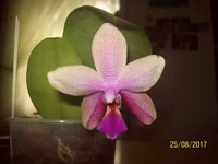 .webp