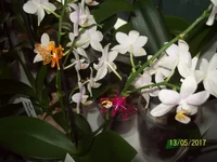 .webp