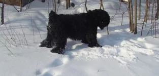  зима 2010 026.webp