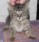 IMG_2440-зои дев1.webp