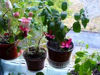  гориз.JPGкрасота умен.webp