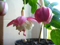 -белая балеринка.JPGумен.webp