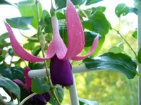 -красотка.JPG уменьш.webp