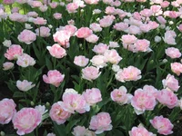 1 267.webp