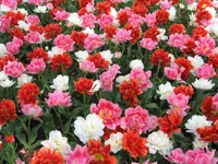 1 273.webp