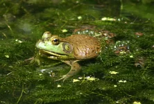 IMG_1851w.webp