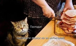 3626_o-chem-molyatsya-koty.jpg