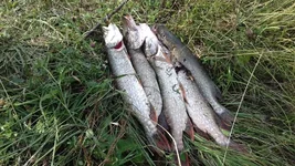 20170826_093750.webp