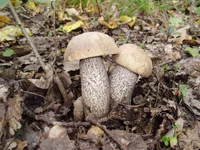 P9220177.jpg