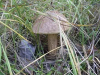 P9020133.jpg