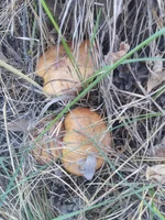 IMG_20170908_180240.webp IMG_20170908_180240.webp