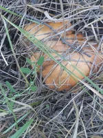 IMG_20170908_180208.webp IMG_20170908_180208.webp