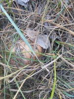 IMG_20170908_175736.webp IMG_20170908_175736.webp