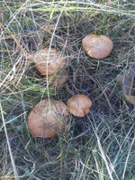 IMG_20170908_175325.webp IMG_20170908_175325.webp