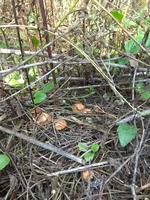 IMG_20170909_141630.webp