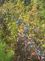 IMG_20170909_144316.webp