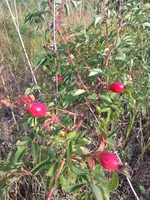 IMG_20170909_151359.webp