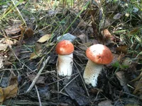 IMG_1339[1].webp