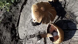 20170910_111654.jpg