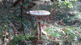 32.webp