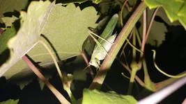20170722_224523 — копия.webp