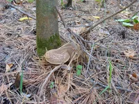 DSC00112.webp