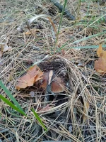 IMG_20170916_090720_1.webp