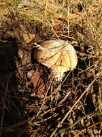 IMG_20170916_091603_1.webp