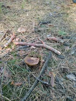 IMG_20170916_092211_1.webp